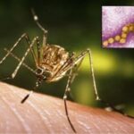 Krenuli su! Mediji javljaju da je u Srbiji registrovan prvi slučaj virusa kojeg šire komarci