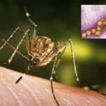 Ne odustaju! Iz Batuta tvrde: Raste broj obolelih od groznice zapadnog Nila, najviše u Beogradu