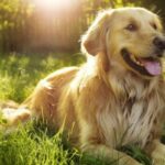 Humana jedna zemlja!? Austrijanci se odriču svojih ljubimaca kako bi smanjili troškove