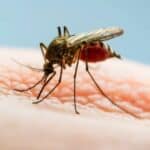 U Srbiji proglašen prvi smrtni slučaj od groznice ZAPADNOG NILA
