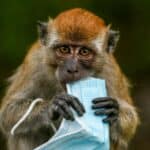 POČELO JE! JOŠ DVE američke države uvele vanredno stanje zbog MAJMUNSKIH BOGINJA