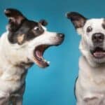 U Nemačkoj održan zoofilski "prajd"- učesnici zahtevaju legalizaciju seksa sa životinjama