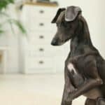 SZO izdala upozorenje nakon što je GEJ par zarazio svog psa majmunskim boginjama- Držite se podalje od životinja