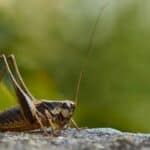 Počelo je: Tabloidi promovišu proteinski prah od cvrčaka