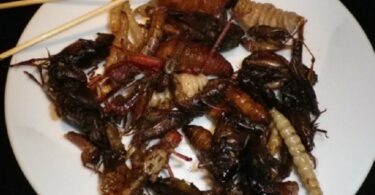 Avioprevoznici počinju da dodaju insekte u obroke tokom leta
