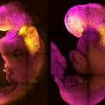 Naučnici sa Kembridža razvili sintetički EMBRION sa mozgom i otkucajima srca