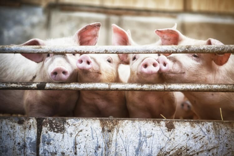  Danas na svinjama, sutra na ljudima! Naučnici uspeli da ožive ĆELIJE SVINJE nakon SMRTI
