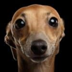 BOLESNO! Gej par zarazio psa MAJMUNSKIM BOGINJAMA- Imali seks sa svojim kućnim ljubimcem?!