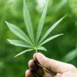 Studija pokazuje da korišćenje kanabisa smanjuje težinu bolesti COVID 19 za milione širom sveta