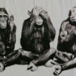 SZO želi da preimenuje majmunske boginje