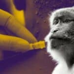 Španija među zemljama sa najvećim brojem obolelih od majmunskih boginja