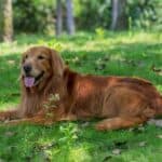 Opet novi virus!- Masovno ubija pse