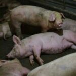 Nedostatak hrane vodi kanibalizmu kod svinja, kineska ekonomija se pogoršava