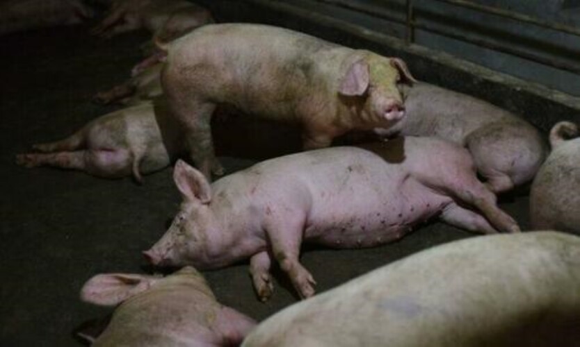  Nedostatak hrane vodi kanibalizmu kod svinja, kineska ekonomija se pogoršava