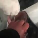 Zbog novih 40 zaraženih u priobalnom gradu Ksijamenu u Kini testiraju se i morske životinje