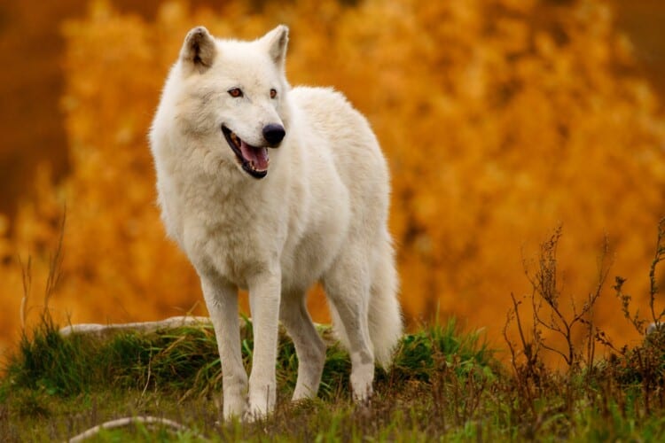  Sledeći na redu su ljudi- KINESKI naučnici klonirali arktičkog vuka