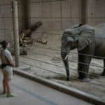 Britanski zoološki vrtovi pred zatvaranjem zbog krize- Neki su blizu odluke da ubijaju životinje