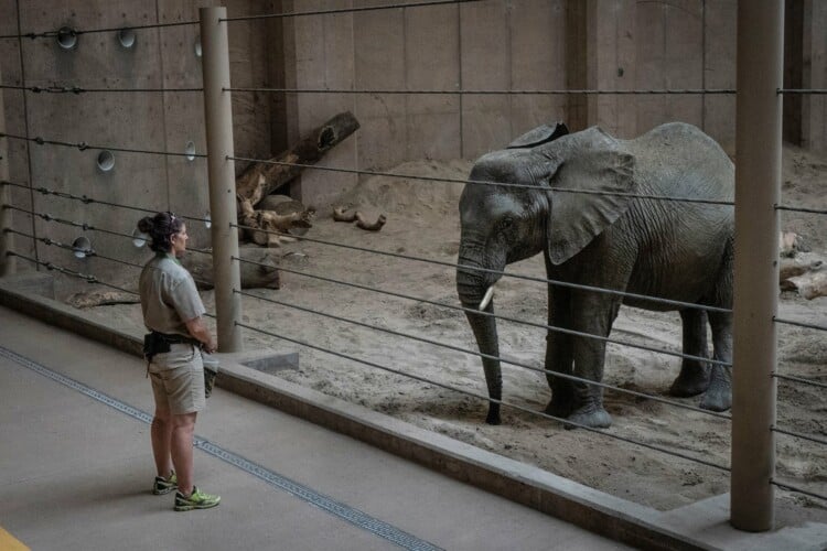  Britanski zoološki vrtovi pred zatvaranjem zbog krize- Neki su blizu odluke da ubijaju životinje