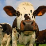 Kreće i kod nas! MINISTARSKA žaštite životne sredine u Srbiji obećava ispunjenje ZELENE AGENDE do 2030. godine