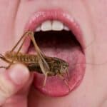 EU udružila snage sa medijima: Uče ljude kako da jedu bube