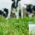 Ko kaže da Srbija kasni za Evropom?! U Španiji "tek sada" na pomolu kriza sa mlekom