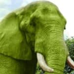 BOLEST ZELENIH SLONOVA- Klub milijardera UN-a i katastrofalne ekološke avanture