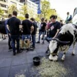 Holanđani će morati da se bore! Tamošnja vlada planira "za početak" da farmerima oduzme 600 farmi