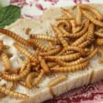 Pogledajte! Holandski političari nude školarcima INSEKTE za užinu! Stotine škola ubacile crve u meni (VIDEO)