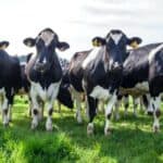 Pićemo mRNA mleko?! 35 od 200 krava odmah umrlo nakon ŠTO IM JE UBRIZGANA mRNA VAKCINA
