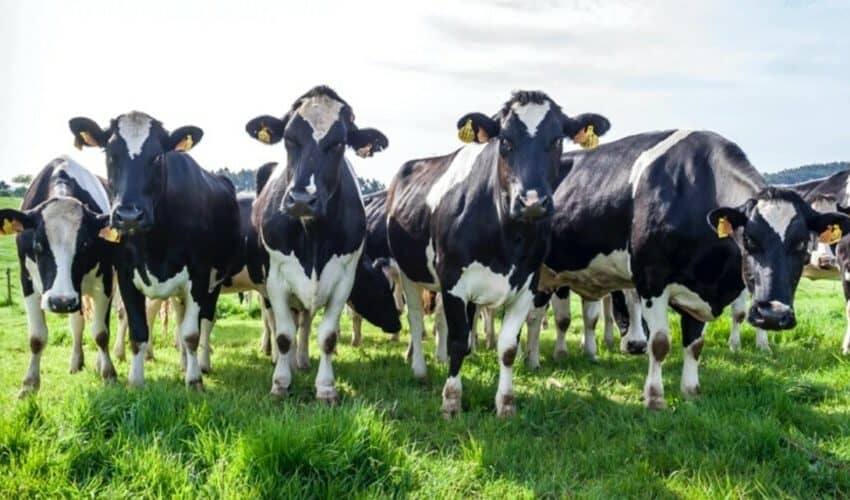  Pićemo mRNA mleko?! 35 od 200 krava odmah umrlo nakon ŠTO IM JE UBRIZGANA mRNA VAKCINA