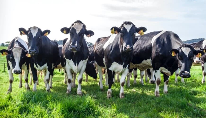 Pićemo mRNA mleko?! 35 od 200 krava odmah umrlo nakon ŠTO IM JE UBRIZGANA mRNA VAKCINA