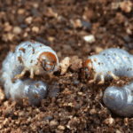 Otkriveni majušni crvi koji mugu rastvoriti PLASTIČNE KESE