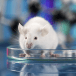 Faučijev EcoHealth Alliance dobio VELIKI NOVAC za istraživanje novog Bostonskog COVIDA sa 80% SMRTNOSTI!