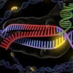 CRISPR je podivljao: Lažno meso dizajniranim bebama