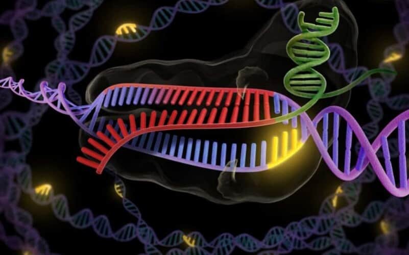  Nova tehnologija za uređivanje gena: Lažno meso DIZAJNIRANIM BEBAMA