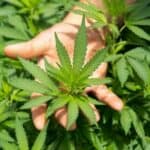 AFP: Nemačka danas otvorila put legalizaciji marihuane za rekreativnu upotrebu i proizvodnju