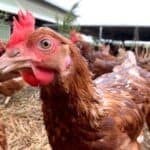 U Holandiji ubijaju živinu zbog straha od ptičijeg gripa