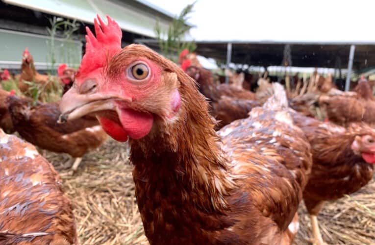  U Holandiji ubijaju živinu zbog straha od ptičijeg gripa