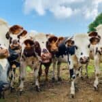 Teorija zavere?! VLASTI Novog Zelanda uvode porez na KRAVLJI PRDEŽ