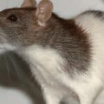 Čovek-pacov: Ćelije ljudskog mozga uzgajane u pacovima