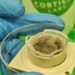 Moždane ćelije uzgojene u laboratoriji igraju video igricu Pong