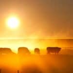 Ekološke i političke elite uništavaju proizvodnju hrane zbog „klimatskih“ ciljeva