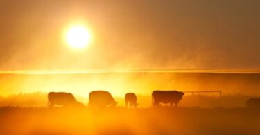 Ekološke i političke elite uništavaju proizvodnju hrane zbog „klimatskih“ ciljeva