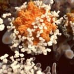 Studija: Antitela POVEĆAVAJU rizik od infekcije kod dece