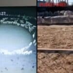 KINA: Ovce se vrte u krug 10 dana! Niko ne zna šta je uzrok ali izgleda vrlo ČUDNO (VIDEO)