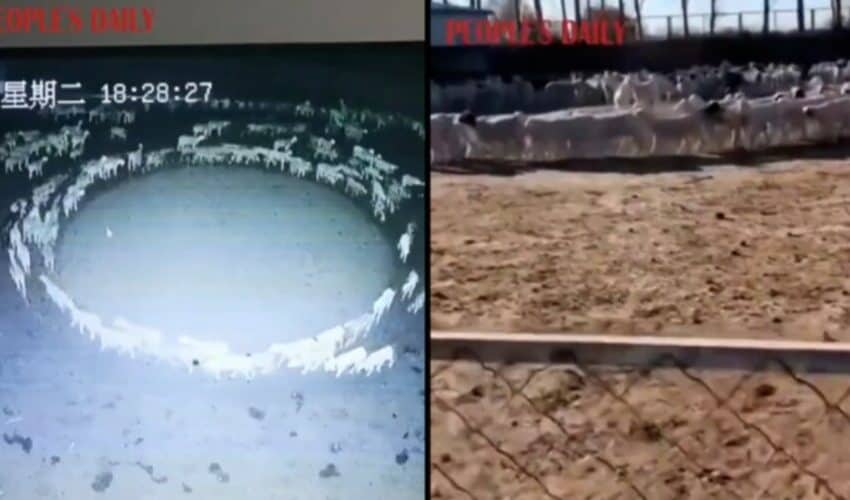  KINA: Ovce se vrte u krug 10 dana! Niko ne zna šta je uzrok ali izgleda vrlo ČUDNO (VIDEO)