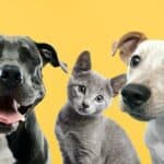 KLIMATSKI histeričari krive PSE I MAČKE za globalno zagrevanje- Rešenje ISTREBLJENJE