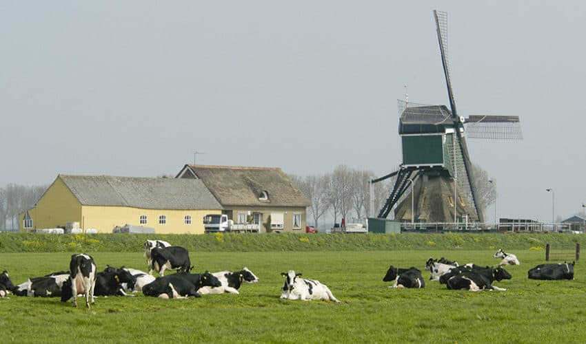 Holandija: Zbog primene pravila EU zatvara se oko 3.000 farmi