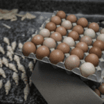 opet izbio ptičiji grip