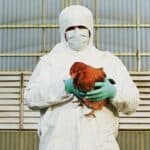 Amerika: Oboreni svi rekordi PTIČJEG GRIPA! Cene jaja pobile krov